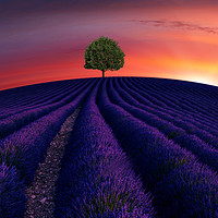 Buy canvas prints of The little green tree on lavender hill  by Heaven's Gift xxx68