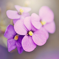 Buy canvas prints of purple violet  by Heaven's Gift xxx68