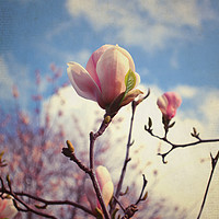 Buy canvas prints of the magnolia tree  by Heaven's Gift xxx68