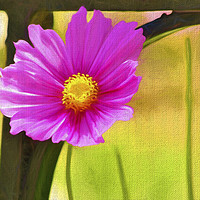 Buy canvas prints of Single Pink Cosmos Flower  by Heaven's Gift xxx68