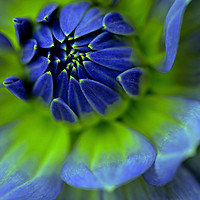 Buy canvas prints of Blue  Dahlia by Heaven's Gift xxx68