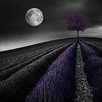 Buy canvas prints of Lavender Hill by Heaven's Gift xxx68