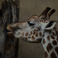Buy canvas prints of The Giraffe  by Heaven's Gift xxx68