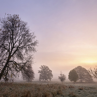 Buy canvas prints of  Trees In The Mist - York by Mat Robinson