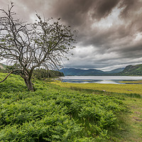 Buy canvas prints of Summer green by Jonathon barnett