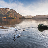 Buy canvas prints of Swans on Ullswater Lake District by Jonathon barnett
