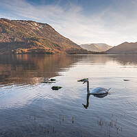 Buy canvas prints of Swan on Ullswater Lake District by Jonathon barnett