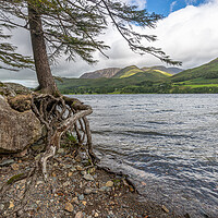 Buy canvas prints of Roots and all Buttermere by Jonathon barnett