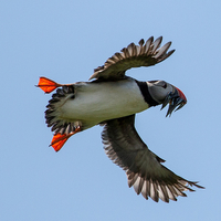 Buy canvas prints of  Puffin Flight by Sharon Cain