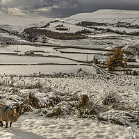 Buy canvas prints of Soay sheep on snowy moors by Sharon Cain