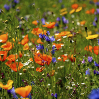 Buy canvas prints of  Wild Flower Meadow by Louise Lord