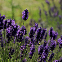 Buy canvas prints of  Lavender by Louise Lord