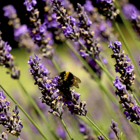 Buy canvas prints of  Bee In Lavender by Louise Lord