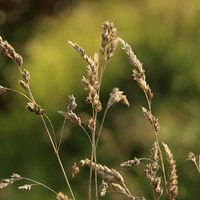 Buy canvas prints of  Wild Grass in a meadow by Louise Lord