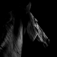 Buy canvas prints of  The Spanish Stallion by Louise Lord