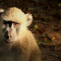 Buy canvas prints of Baboon by Louise Lord