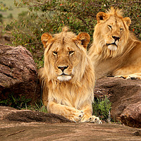 Buy canvas prints of Lions of the Masai Mara by Louise Lord