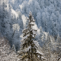 Buy canvas prints of  Winter beauty  by Gouzel Liddle