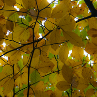 Buy canvas prints of  Autumn Leaves by Phil Clarkson