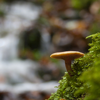 Buy canvas prints of Lone Mushroom by Phil Clarkson