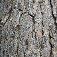 Buy canvas prints of Tree Bark Abstract by Phil Clarkson
