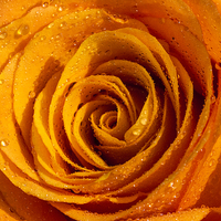 Buy canvas prints of Orange Rose Abstract by Phil Clarkson