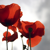 Buy canvas prints of Poppies by Phil Clarkson