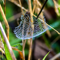 Buy canvas prints of  Dew on Web by Phil Clarkson