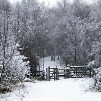 Buy canvas prints of Snowy Gate in Fairburn, North Yorkshire by Phil Clarkson