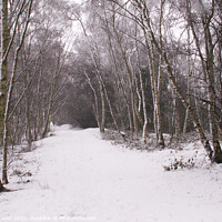 Buy canvas prints of Snowy Path in Fairburn, North Yorkshire by Phil Clarkson