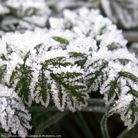 Buy canvas prints of Frosty Leaves by Phil Clarkson