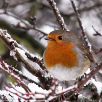 Buy canvas prints of Robin in the Snow by Phil Clarkson