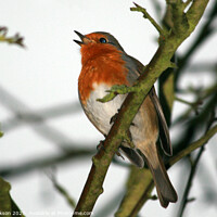 Buy canvas prints of Singing Robin in Tree by Phil Clarkson