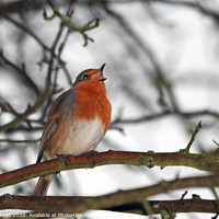 Buy canvas prints of Robin Singing in Tree by Phil Clarkson
