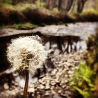 Buy canvas prints of  Dandelion in the woods by Lydia Tapscott
