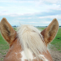 Buy canvas prints of  Horses ears by Richard Wareham