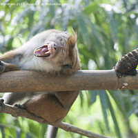 Buy canvas prints of Yawning macaque by Richard Wareham