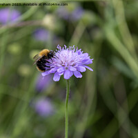 Buy canvas prints of Plant flower by Richard Wareham