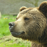 Buy canvas prints of Brown Bear  by Hannah Laing