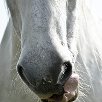 Buy canvas prints of  Horse Nose by Hannah Laing