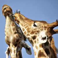 Buy canvas prints of  Giraffe II by Hannah Laing