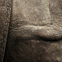 Buy canvas prints of  Rhino Skin by Hannah Laing