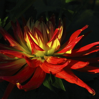 Buy canvas prints of  The Fire Of The Dahlia by Sonja McAlister