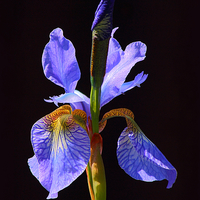 Buy canvas prints of  Iris by Sonja McAlister