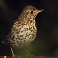 Buy canvas prints of  Song Thrush by Sonja McAlister