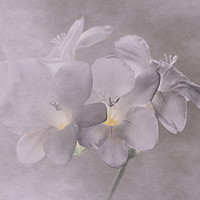 Buy canvas prints of Freesia III by Sonja McAlister