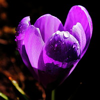 Buy canvas prints of Crocus IV by Sonja McAlister