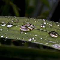 Buy canvas prints of  droplets by peter wyatt