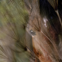 Buy canvas prints of  Shy Horse by peter wyatt