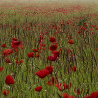 Buy canvas prints of Fractalius Poppys  by peter wyatt